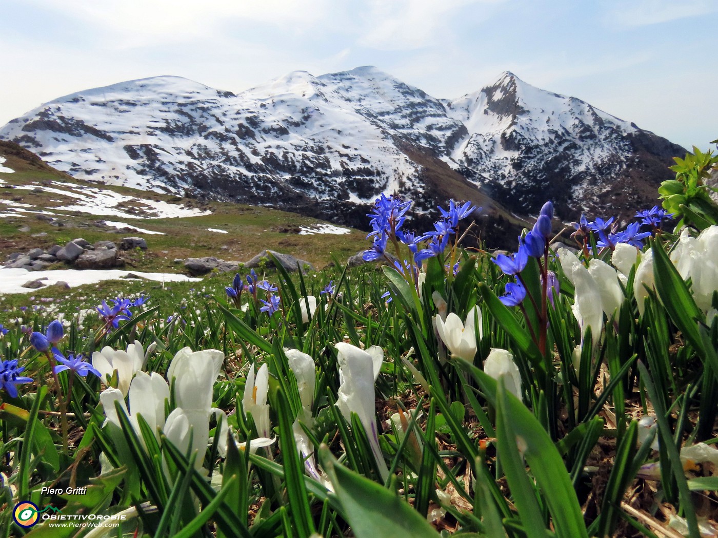 05 Crocus vernus (Zafferano maggiore) e Scilla bifolia (Scilla silvestre) con vista in Cimetto-Cima Foppazzi-Cima Grem.JPG